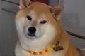弟犬がお腹を壊して…の画像