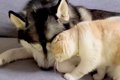 猫に寄り添われて嬉…の画像