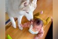 赤ちゃんが大型犬に…の画像