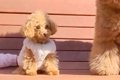 『本当に同じ犬種…？…の画像