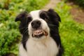 犬が人に『嫌なこと…の画像