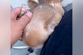 散歩中『撫でてくれ…の画像