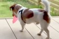 水風船をもらった犬→…の画像