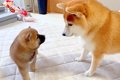 心優しい犬が『初め…の画像