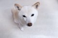 犬が飼い主を『出待…の画像
