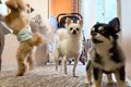 60分間『犬4匹にお留…の画像