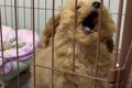 子犬に『はじめての…の画像