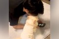 彼氏と犬を会わせた…の画像