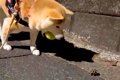 夜、ボールを咥えて…の画像