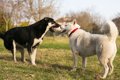 初対面の犬にやって…の画像