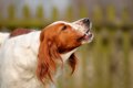犬の『鳴き声』から…の画像