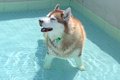 ハスキー犬がプール…の画像