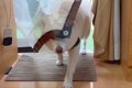おじいちゃんとおば…の画像