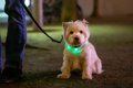 犬の散歩用ライトお…の画像