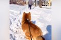 犬を可愛がってくれ…の画像