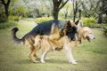 犬がマウンティング…の画像