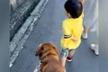 散歩中、側溝を歩き…の画像