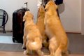 2週間海外に行ってい…の画像
