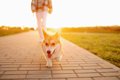 犬が散歩で『飼い主…の画像