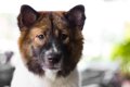 犬が『捨てられた』…の画像