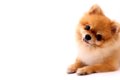 犬が『わざと可愛い…の画像