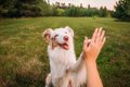 愛犬は『飼い主』を…の画像