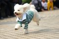 犬に洋服って必要な…の画像