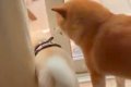 ドアの隙間から庭に…の画像