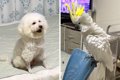 AIで『犬とオウムを…の画像