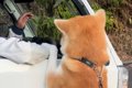 秋田犬が、軽トラに…の画像