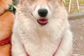 友人に犬の写真を見…の画像
