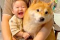 犬が『抱っこして』…の画像