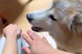 犬の前で『喧嘩する…の画像