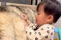 『大型犬のモフモフ…の画像