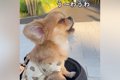 『うわうわ』と鳴く…の画像