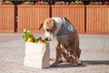 犬に絶対NGな『夏野…の画像