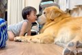 家族の入院中、犬に…の画像