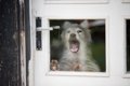 犬が『窓の外』に向…の画像