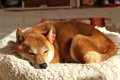 犬が快適に眠れる『…の画像