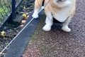 散歩中『犬と行きた…の画像