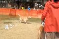 大型犬が『ドッグラ…の画像