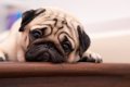 犬が『ストレス』を…の画像