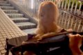 大型犬の散歩中、道…の画像