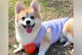 犬と一緒に庭で遊ん…の画像