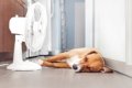 愛犬がご飯を食べな…の画像