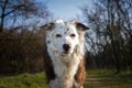 犬の性格特性は年齢…の画像