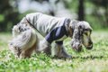 犬の認知症が進むと…の画像