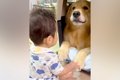 赤ちゃんが『大型犬…の画像