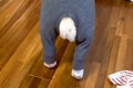 母が犬のために『ピ…の画像