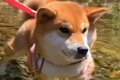 初めて川に遊びにき…の画像